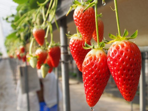 【津島・愛西・弥富発】旬のいちご狩り食べ放題&伊勢神宮内宮&話題のVISON「ヴィソン」1